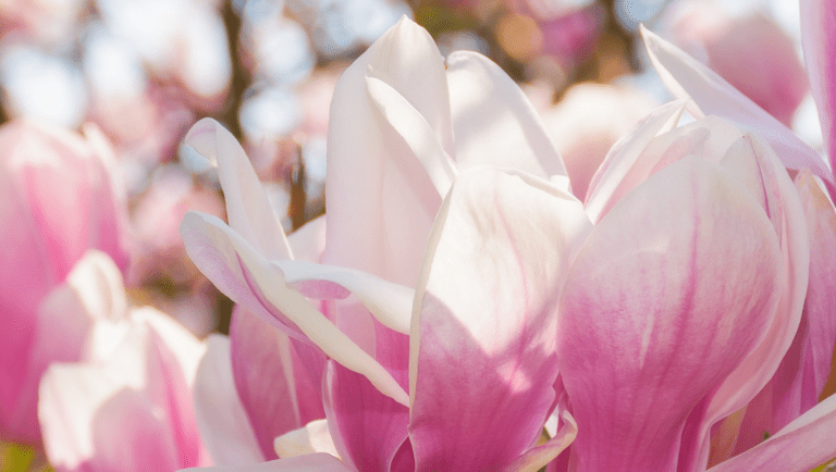 Ponti primavera 2026