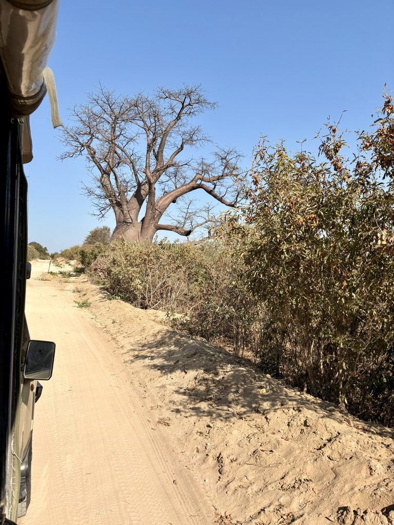 viaggio in Botswana,safari in Botswana,Parco Chobe,Delta dell'Okavango,Cascate Vittoria,campo mobile Savuti,safari in mokoro,safari fotografico,viaggio organizzato in Africa,vale la pena fare un safari,viaggio in famiglia in Africa