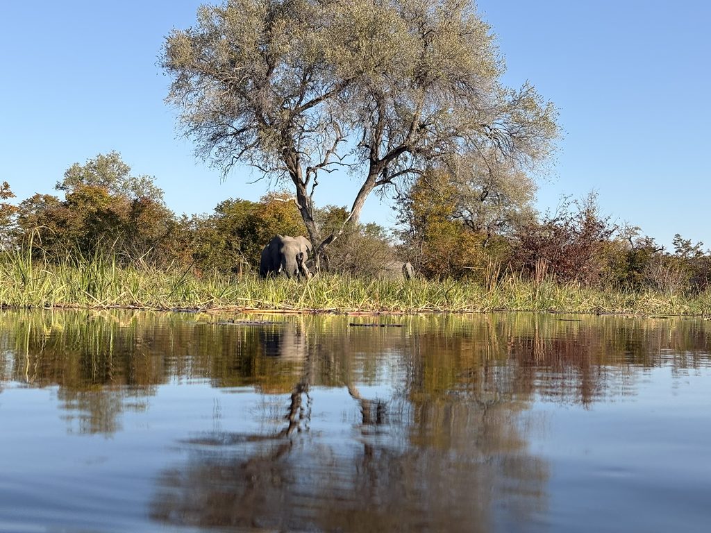 viaggio in Botswana,safari in Botswana,Parco Chobe,Delta dell'Okavango,Cascate Vittoria,campo mobile Savuti,safari in mokoro,safari fotografico,viaggio organizzato in Africa,vale la pena fare un safari,viaggio in famiglia in Africa