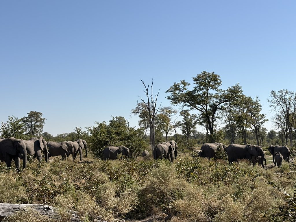 viaggio in Botswana,safari in Botswana,Parco Chobe,Delta dell'Okavango,Cascate Vittoria,campo mobile Savuti,safari in mokoro,safari fotografico,viaggio organizzato in Africa,vale la pena fare un safari,viaggio in famiglia in Africa
